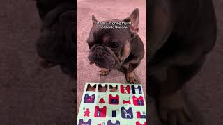 25 Day Dog Advent Calendar 🦴 frenchie youtube dog dogsofyoutube adventcalendar [upl. by Healion399]