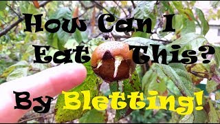 Learn About the Ancient Medlar Fruit amp The Process of Bletting [upl. by Cooley472]