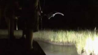 Bad Habit Bowfishing Saltwater [upl. by Narayan]