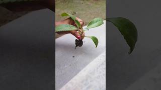 How to propagate BryophyllumPathor kuchi Plant☘️shortsshortsfeedyoutubeshortsbryophyllumnature [upl. by Arriek210]