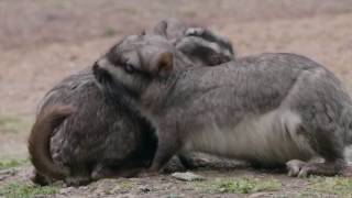 Documental Vizcachas De la plaga a la extinción [upl. by Leaj]