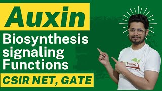 Auxin hormone  auxin biosynthesis auxin transport and auxin function [upl. by Carbo]