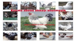 Ornamental Chicken Breeds  HD [upl. by Aiyot]