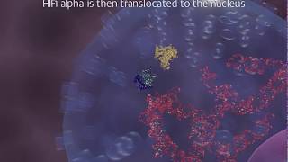 Nobel Prize in physiology amp medicine 2019 HYPOXIA biology  what is it Animated explainer [upl. by Sotsirhc670]