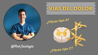 VÍAS DEL DOLOR ¿Que son las fibras A y C [upl. by Christian628]