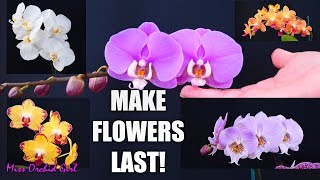 Orchid Care for Beginners  How to make Phalaenopsis Orchid flowers last longer [upl. by Grishilde381]