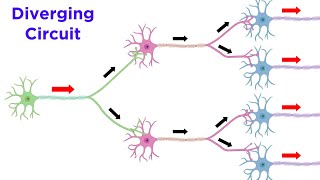 Neuronal Pools and Neural Processing [upl. by Herates7]