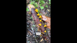 Saprophytic mushrooms  Golden Jelly Cones [upl. by Arakihc]