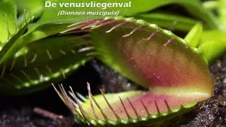 De venusvliegenval Dionaea muscipula en een lieveheersbeestje [upl. by Sucramel419]