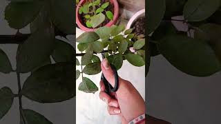 Before winter Rose plant care tips 🌱👍 [upl. by Erroll]