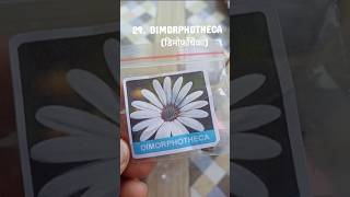 DIMORPHOTHECAviralvideodiyseedsmeeshogardenminivlogdaisyterracegardentipsflowersfloweryt [upl. by Hayton]