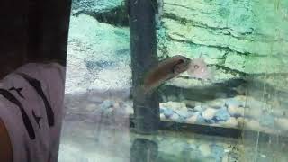 quotTelmatochromis burgeoni spec Big Head 35 cm quotquot大頭quotquot鵝頭貝殼quot [upl. by Akinohs]