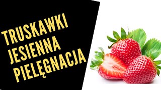 Truskawki jesienna pielęgnacja  pozyskanie sadzonek 🍓🍓🍓 [upl. by Naeerb]