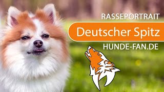 ► Deutscher Spitz 2019 Rasse Aussehen amp Charakter [upl. by Judy]