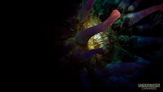 Sea anemone lighting experiment  Underwater Canaries [upl. by Ilana816]