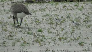 Wild Goose Chased by Piping Plover [upl. by Bremer]