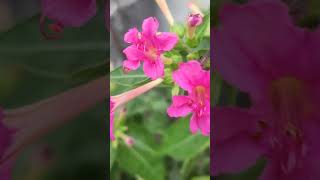 4o clock flower plant in my garden house 🏡 [upl. by Danais]