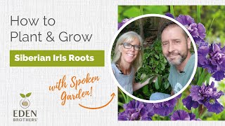 How to Plant and Grow Siberian Iris Roots [upl. by Inej]