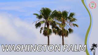 WASHINGTON PALM Information and Growing Tips Washingtonia robusta [upl. by Kesia773]