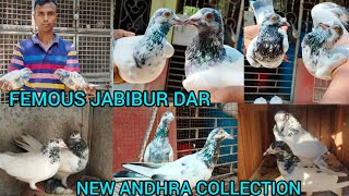 Femous Jabibur Dar Best Qualitys Andhra Pigeon LocJaynagar Part1 Season2024 Mb97344 81335 [upl. by Randell853]