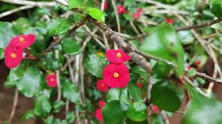 Thornless Crown Of Thorns  Geroldii Euphorbia  plants  Propogation  care tips [upl. by Eirahs887]