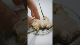 Ginger Root timelapse [upl. by Rivkah]