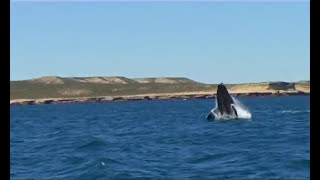 ► A la rencontre des baleines  version courte [upl. by Harrak]