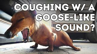 Why Is Your Dog Coughing Like Hes Choking Tracheal Collapse amp Updated Holistic Remedies [upl. by Aninaig536]