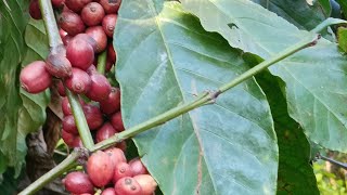 Coffee Plantation  Coorg [upl. by Elenahc]