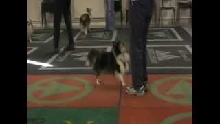 Heelwork to Music Sheltie Training day [upl. by Anaic]