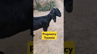 Pregnancy toxemia  Anorexia  bloat  Anaemia  improperly gait in goat [upl. by Natka326]