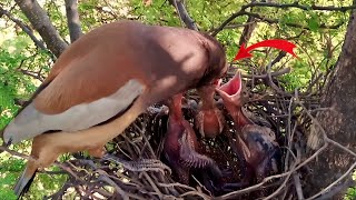 Rufous bird feeding out of his mouth beautyofnature4988 [upl. by Holofernes141]