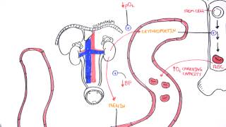 Endocrinology  Renal Hormones [upl. by Mycah]