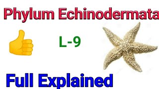 Animal kingdom Phylum Echinodermata  Echinoderms classification in Hindi  General character [upl. by Mccormick]