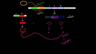 Negative InducibleRepressible Operons [upl. by Neersin]