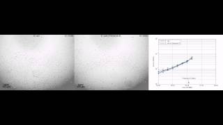 Rapid antimicrobial susceptibility testing of E coli [upl. by Hukill]