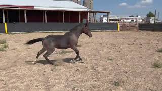 Bet Shesa Fox  2024 AQHA Bay Roan Filly  Cow Horse Prospect [upl. by Ahsitauq]