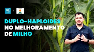 SAIBA COMO OS DUPLOHAPLOIDES SÃO UTILIZADOS NO MELHORAMENTO DE MILHO [upl. by Paluas]