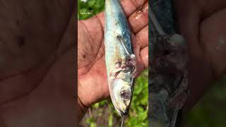 ഇതാണ് അതിന്റെ രീതി keralafishing shorts [upl. by Otrepur]