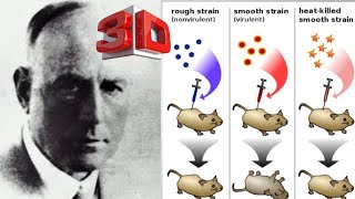 FRED GRIFFITH EXPERIMENT 1928  TRANSFORMATION [upl. by Nerra797]