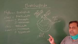 BRACHIOPODA BSc II By Dr KK Mishra Geology [upl. by Calysta]