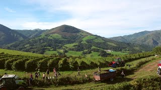 Pays basque  les vendanges ont débuté dans le vignoble dIrouléguy [upl. by Ilrebmik]