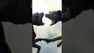 Pitbull vs Rottweiler Real Fight 🔥🔥 [upl. by Krutz500]