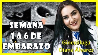 😍EMBARAZO SEMANA a SEMANA PRIMER MES DE EMBARAZO SEMANAS 4 A 7 por GINECOLOGA DIANA ALVAREZ [upl. by Eleonora]