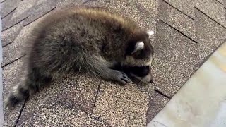 Raccoon Baby Screaming for Mom on the Roof [upl. by Ahsimac]