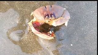 Box crab or shame face crab Calappa bilineata Ayawaddy  Myanmar [upl. by Hilleary]