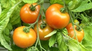 Tomaten ganz leicht selber anbauen [upl. by Adnorrehs682]