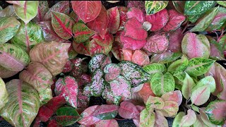 Common Aglaonema Disease After Frequent Rains and Watering Tips [upl. by Devol132]