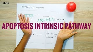 APOPTOSIS INTRINSIC PATHWAY [upl. by Oecile]