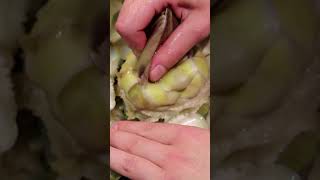 How to cook an artichoke YouTubeCreatorCommunity artichoke artichokes [upl. by Iaras]